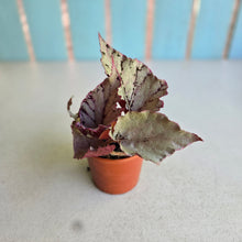 Load image into Gallery viewer, #P56 Begonia Unknown