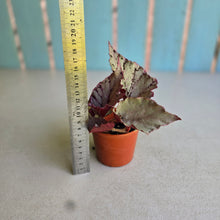 Load image into Gallery viewer, #P56 Begonia Unknown