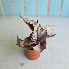 Load image into Gallery viewer, #P56 Begonia Unknown