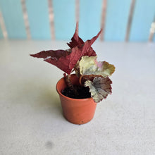 Load image into Gallery viewer, #P56 Begonia Unknown