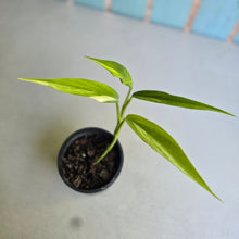 Load image into Gallery viewer, #B26 Variegated Epipremnum Amplissimum