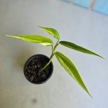Load image into Gallery viewer, #B26 Variegated Epipremnum Amplissimum