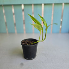 Load image into Gallery viewer, #B26 Variegated Epipremnum Amplissimum