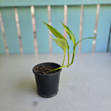 Load image into Gallery viewer, #B26 Variegated Epipremnum Amplissimum