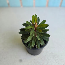 Load image into Gallery viewer, #W65 Euphorbia Miners Merlot