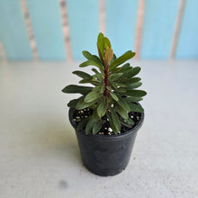 Load image into Gallery viewer, #W65 Euphorbia Miners Merlot