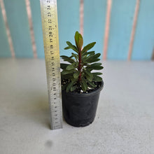 Load image into Gallery viewer, #W65 Euphorbia Miners Merlot