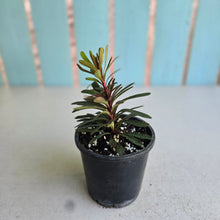 Load image into Gallery viewer, #W65 Euphorbia Miners Merlot
