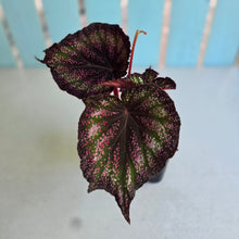 Load image into Gallery viewer, #71 Begonia Unknown
