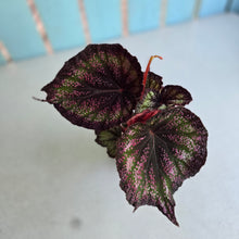Load image into Gallery viewer, #71 Begonia Unknown