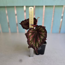 Load image into Gallery viewer, #71 Begonia Unknown