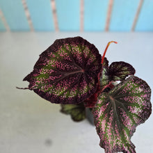 Load image into Gallery viewer, #71 Begonia Unknown