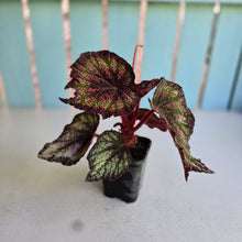 Load image into Gallery viewer, #71 Begonia Unknown