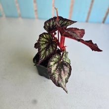 Load image into Gallery viewer, #71 Begonia Unknown
