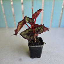 Load image into Gallery viewer, #71 Begonia Unknown