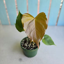 Load image into Gallery viewer, #W64 Anthurium Oaxaca