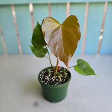 Load image into Gallery viewer, #W64 Anthurium Oaxaca