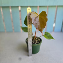 Load image into Gallery viewer, #W64 Anthurium Oaxaca