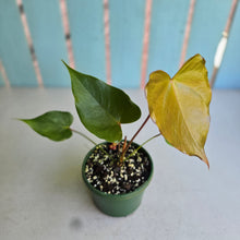 Load image into Gallery viewer, #W64 Anthurium Oaxaca