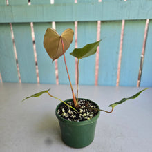 Load image into Gallery viewer, #W64 Anthurium Oaxaca