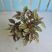 Load image into Gallery viewer, #B73 Sonerila Maculata
