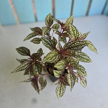 Load image into Gallery viewer, #B73 Sonerila Maculata