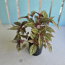 Load image into Gallery viewer, #B73 Sonerila Maculata