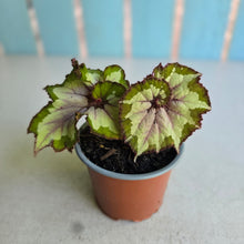 Load image into Gallery viewer, #W22 Begonia Unknown