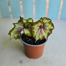 Load image into Gallery viewer, #W22 Begonia Unknown