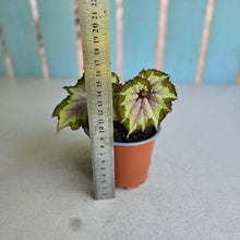 Load image into Gallery viewer, #W22 Begonia Unknown