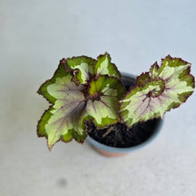 Load image into Gallery viewer, #W22 Begonia Unknown