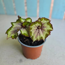 Load image into Gallery viewer, #W22 Begonia Unknown