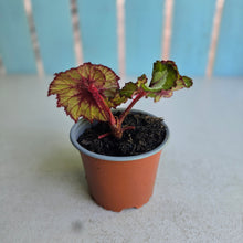 Load image into Gallery viewer, #W22 Begonia Unknown