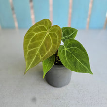 Load image into Gallery viewer, #239 Anthurium Forgetii x