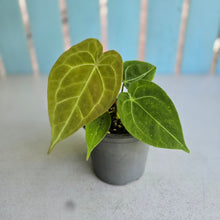 Load image into Gallery viewer, #239 Anthurium Forgetii x