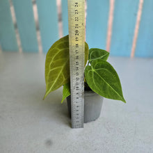 Load image into Gallery viewer, #239 Anthurium Forgetii x