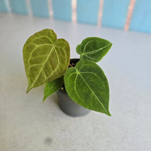Load image into Gallery viewer, #239 Anthurium Forgetii x