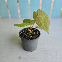 Load image into Gallery viewer, #239 Anthurium Forgetii x
