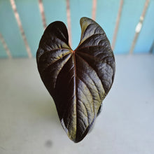 Load image into Gallery viewer, #W23 Anthurium Moodeanum / Red Beauty