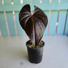 Load image into Gallery viewer, #W23 Anthurium Moodeanum / Red Beauty