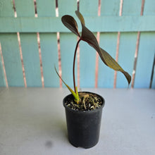 Load image into Gallery viewer, #W23 Anthurium Moodeanum / Red Beauty