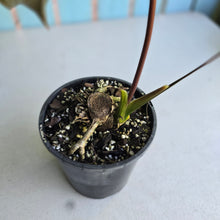 Load image into Gallery viewer, #W23 Anthurium Moodeanum / Red Beauty