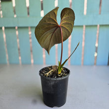 Load image into Gallery viewer, #W23 Anthurium Moodeanum / Red Beauty
