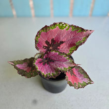 Load image into Gallery viewer, #H64 Begonia Unknown