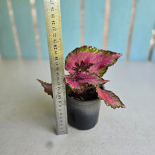 Load image into Gallery viewer, #H64 Begonia Unknown