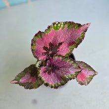 Load image into Gallery viewer, #H64 Begonia Unknown