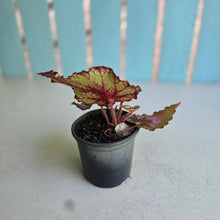 Load image into Gallery viewer, #H64 Begonia Unknown