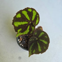 Load image into Gallery viewer, #W80 Begonia Iron Cross - Bordered Form