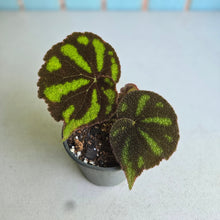 Load image into Gallery viewer, #W80 Begonia Iron Cross - Bordered Form