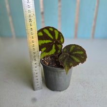 Load image into Gallery viewer, #W80 Begonia Iron Cross - Bordered Form